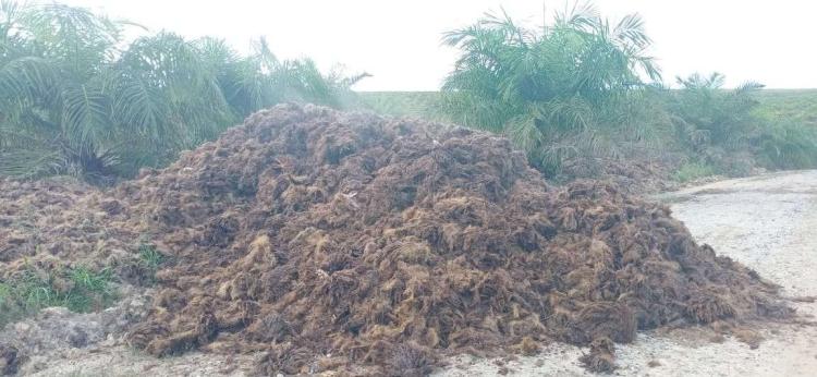 Saat Limbah Sawit Jadi Solusi Berharga untuk Masa Depan Air Bersih