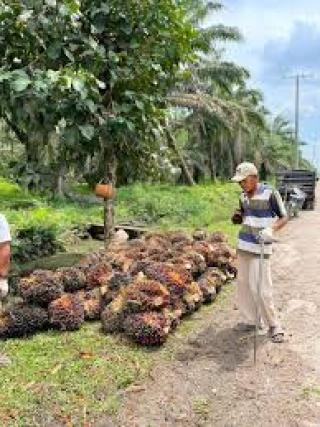 Turun Rp18,66/Kg, Segini Harga TBS Sawit di Jambi pada Periode Ini