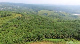 Terungkap,  Penyebab Dominan Alih Fungsi Lahan Persawahan ke Sawit di Mukomuko