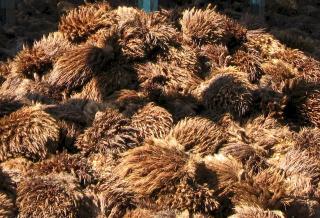 Saat TKKS Menjelma Jadi Solusi Ramah Lingkungan yang Sangat Menjanjikan dan Bernilai Ekonomi