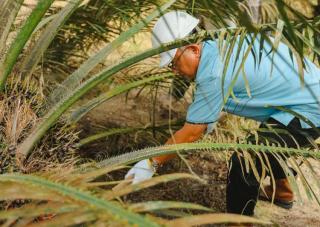 Ribuan Hektar Sawit Hasil Peremajaan Sejak 2023 Milik PTPN IV Regional III Memasuki Masa Panen