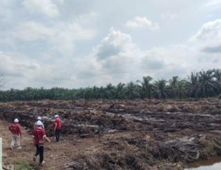 Dikerjakan Sejak Maret,  Progres Program PSR Kebun Sawit Milik Poktan Segoromas Telah 57 Persen