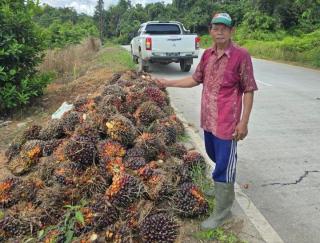 Pekan Ini Harga Sawit Plasma di Riau Naik Lagi Rp 76,40/Kg, Segini Jadinya