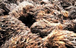 Sebuah Gagasan Inovatif Berbasis Limbah Sawit Menarik Perhatian di Ajang Kompetisi Ilmiah