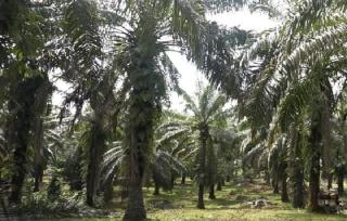 Manfaatkan  Potensi Daerah,  Wabup Kampar Usulkan Pembangunan Pabrik Migor