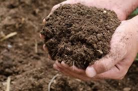 Hebat! Petani Sawit Swadaya Ini Ubah Limbah Jadi Pupuk Organik