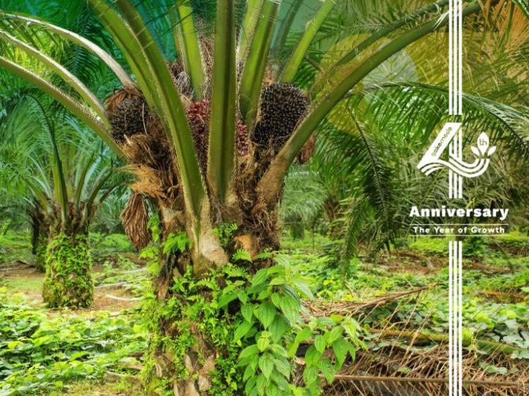 Disebut Bukan Pohon, Ahli Merujuk Struktur yang Tidak Dimiliki Tanaman Sawit