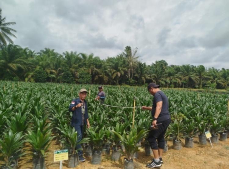  Disbun Sulbar Gelar Kegiatan Sertifikasi Benih Sawit, Disorot Kepatuhan Pelaku Usaha terhadap Regulasi 
