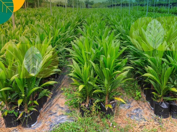 Dorong Hilirisasi Sawit Melalui Riset Terpadu, Kepala BRIN; Fokus pada Pengembangan Benih Presisi