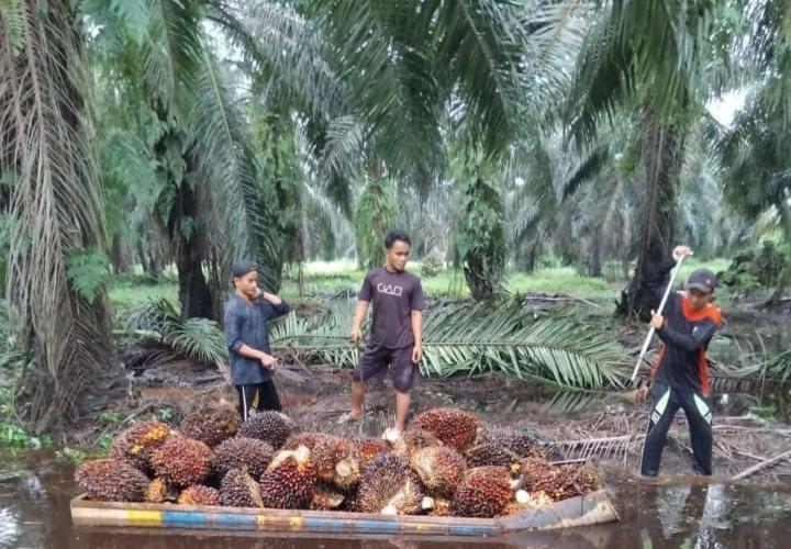 KPS Perintis Ophir di Pasbar, Saksi Lahirnya PIR-Bun Sawit Pertama di Indonesia pada 1981