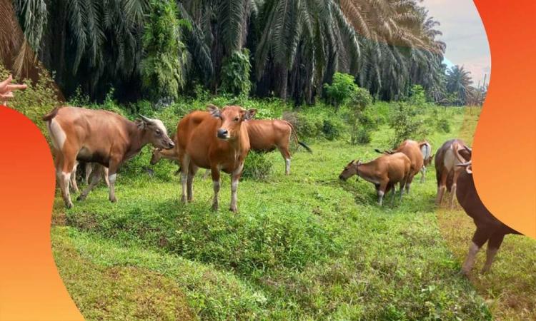 P2SBPTKP Kota Banjarbaru Gelar FGD,  Temanya Pamanfaatan Lahan Secara Efisien