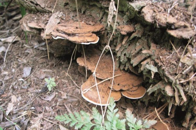 Diperkenalkan, Cara Baru Atasi Serangan Ganoderma pada Sawit