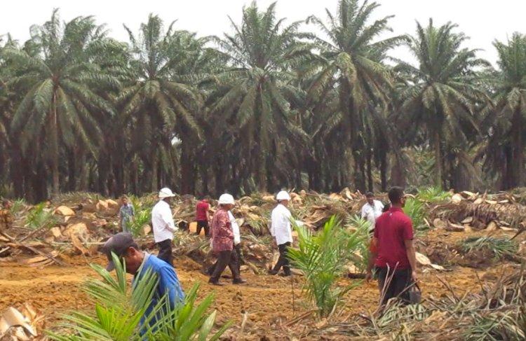 Diteliti, Dampak Sosial Replanting Sawit di Kalbar