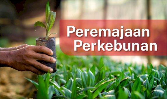 PSR Belum Pernah Mencapai Target, Dirut BPDP Sebut karena Target yang Dipatok Terlalu Tinggi