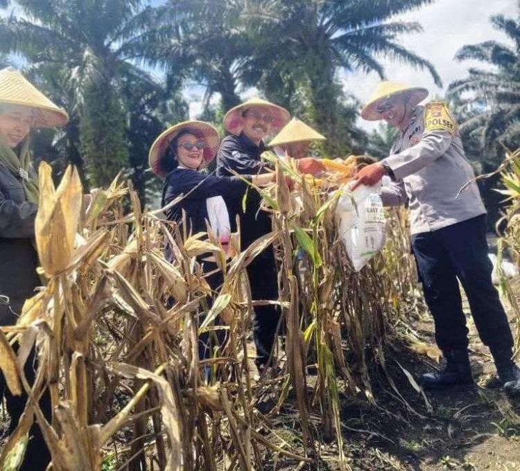 Digelar, Panen Jagung Serentak di Lahan Peremajaan Sawit PT SSS
