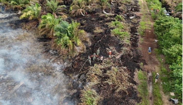 Sudah Sejak 19 Augustus, Karhutla yang Memamah Kebun Sawit di Aceh Selatan Belum juga Bisa Dipadamkan
