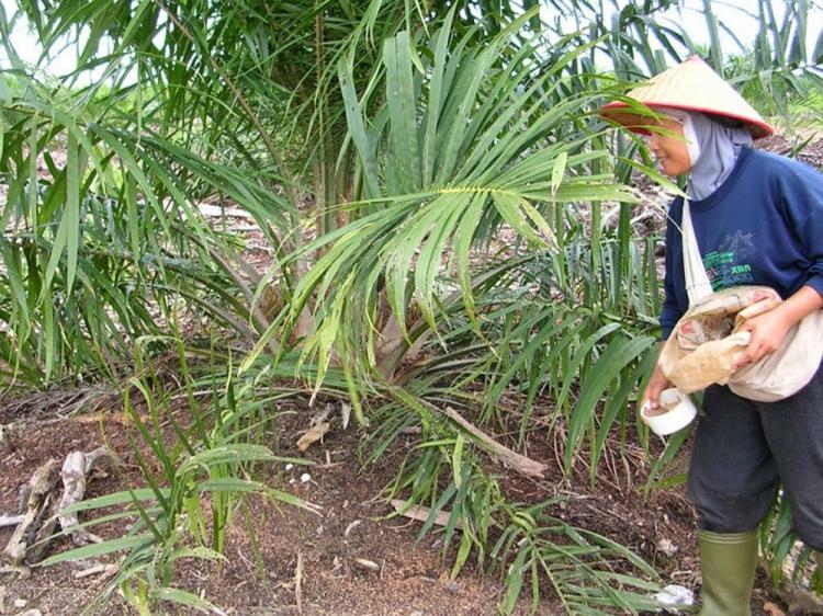 OPA, Aplikasi yang Memberikan Rekomendasi Pemupukan yang Tepat, Praktis, dan Sesuai Kondisi Kebun