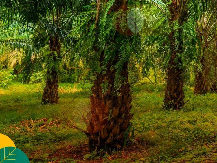 Terkesan Sepele tapi Ganas, Ini Saran Ahli Menangani Gulma yang Menyerang Tanaman Sawit