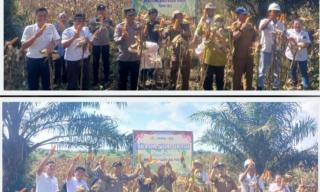 Kapolres Hadiri Panen Jagung di Lahan PT Minanga Ogan