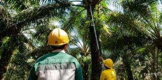 Perusahaan Sawit Ini akan Bagikan Dividen Interim dengan Total Nilai Rp6,5 M Lebih, Ini Jadwalnya