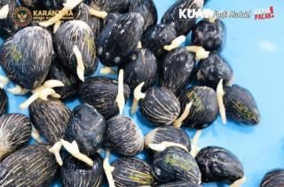 Dikirim,  21.000 Benih Sawit Bebas LPTK dari Sumsel ke Kaltara