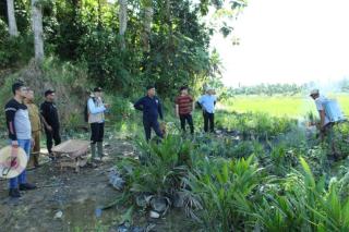 Dimusnahkan, Puluhan Ribu Benih Sawit Ilegal di Kutai Kartanegara