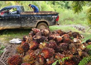 Harga TBS Sawit di Sumut Periode Ini Naik Tipis, Hanya Segini per Kilogramnya