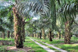 Holding Perkebunan Nusantara III Catatkan Kinerja Keuangan yang Moncer di Semester I 2025, Capai Rp 26,24 T