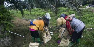 Penting, Pengakuan Formal atas Kerja Perempuan dalam Industri Sawit