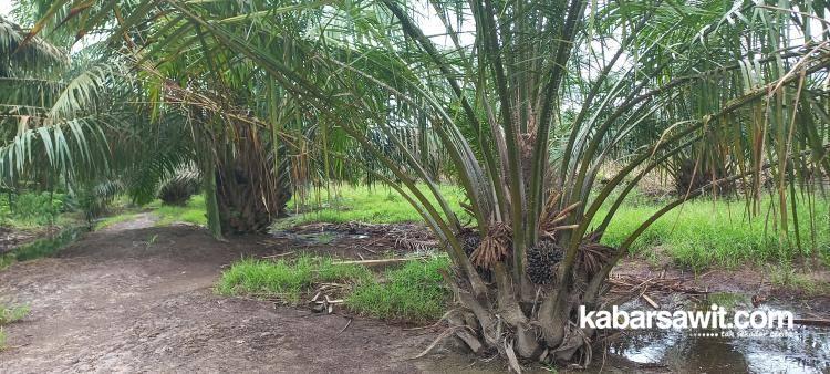 Perkebunan Kelapa Sawit Bisa Jadi Benteng Ekonomi di Wilayah Perbatasan