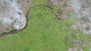 APKASINDO: Petani Sawit Garda Terdepan Lawan Karhutla