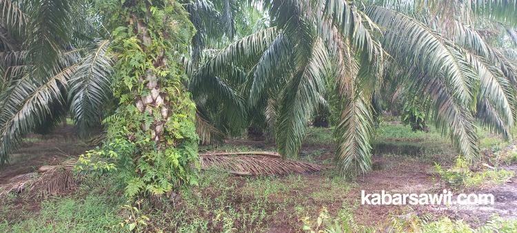 Bikin STDB Sawit Rakyat, Bukti Serius Kukar Tarik Investor 