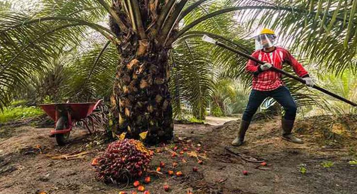 Cara Sederhana Agar Panen Sawit  Lebih Terencana, PPKS Ungkap Kuncinya