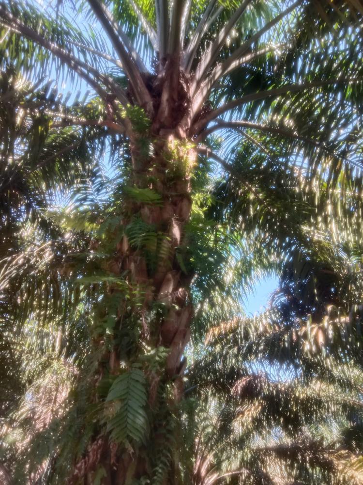 Terdampak Cuaca Ekstrem, tapi Produksi Sawit KPUD Tani Sejahtera di Rohul Tetap Meningkat