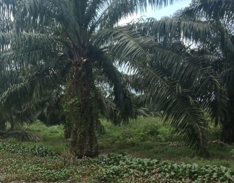 Harga CPO di Sumbar Ditetapkan Naik, Diikuti Palm Kernel dan Cangkang Sawit