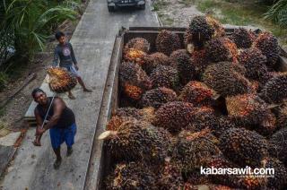 Peluang Indonesia Dapat Cuan Rp279 T Dari Sawit Terbuka Lebar, Asal...