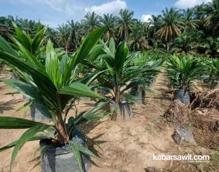 Petani Tak Perlu Takut Jika Muncul Double Tone pada Tanaman Sawit, Ternyata Cuan Lo...