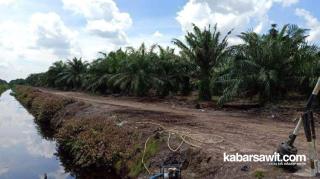 Moratorium Sawit Bisa Bikin Indonesia Kehilangan Pasar CPO