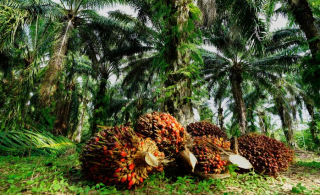 Kontribusinya Besar terhadap Devisa Negara, Sawit Jadi Komoditas Prioritas dalam Hiliriset 2025 