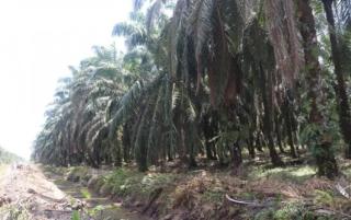 Masih Ada Perusahaan Sawit di Pasbar Belum Punya HGU, Kadisbunnak: Kita Siap Memfasilitasi