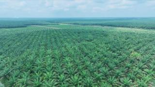 Naik, Segini Sawit Swadaya di Riau Dibandrol per Kg-nya