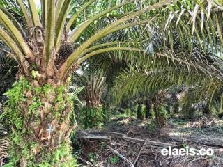 Harga TBS Sawit di Banten Termurah se-Indonesia, Apkasindo Sebut Disbun Provinsi Tidak Ada Inisiatif