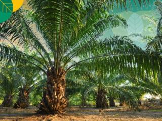 Pakar: Sawit Menangkap Energi Cahaya Matahari Melalui Proses Fotosintesis