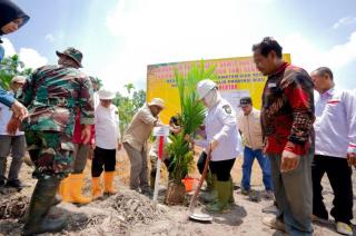 Setengah Lahan Peremajaan Sawit Poktan Segoromas Ditanami Padi Gogo, Target Produksinya 162 Ton/Musim