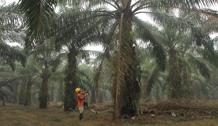 Akademisi IPB Kritisi PP 45/2025: Kalau Tanpa Kepastian Hukum Berisiko Bikin Petani Rugi