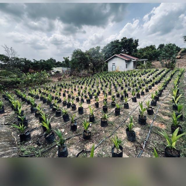 Pastikan Ketersediaan Bibit Unggul, Pemkab Pasbar Jalin Kerja Sama dengan PPKS Medan