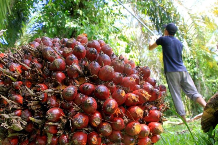 Harga Sawit Mitra Swadaya di Riau Melemah, Segini Jadinya