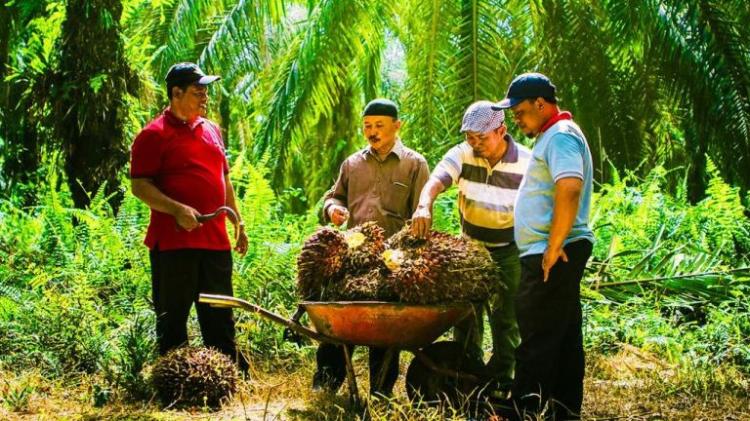 Hadapi EUDR, GAPKI Ragukan Kesiapan Petani Kecil