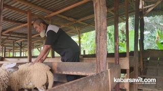 Tanpa Menambah Dosis Pupuk Kimia, Produksi Mereka Meningkat