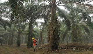 Akademisi IPB Kritisi PP 45/2025: Kalau Tanpa Kepastian Hukum Berisiko Bikin Petani Rugi